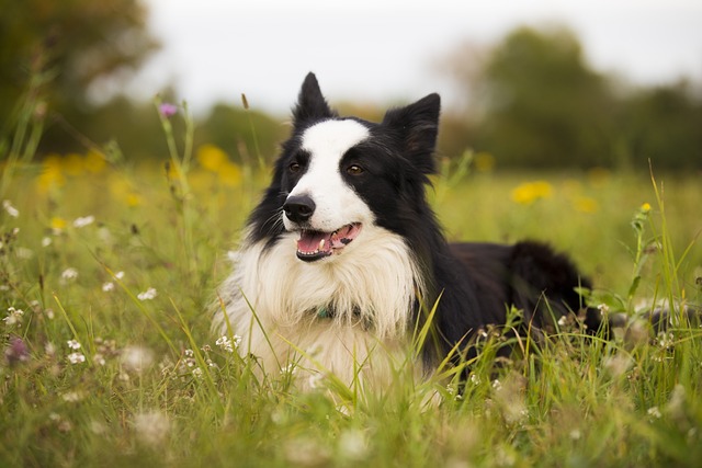 race chien beaucoup stimulation