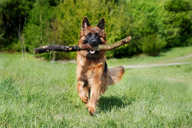 race chien aider à garder la forme