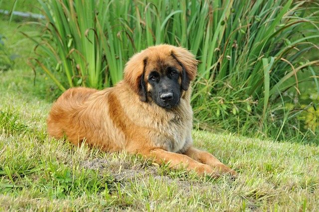 race chien pas le froid