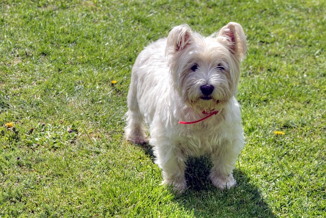 race chien pelage blanc