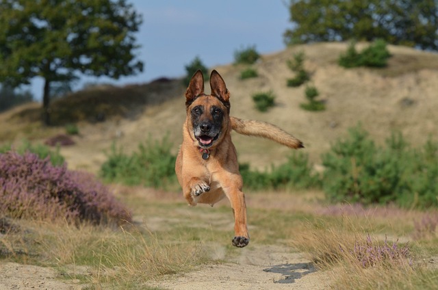 race chien prendre la fuite