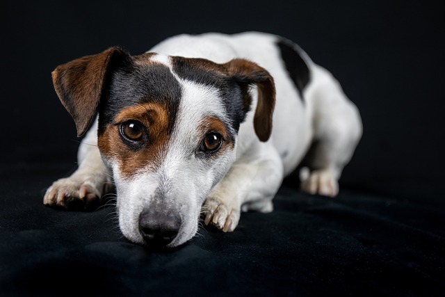 race chien prendre tout votre temps