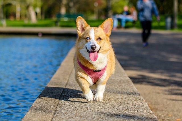 race de chien regretterez pas adoptées