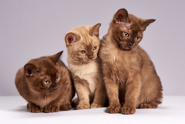 race de chat croisement