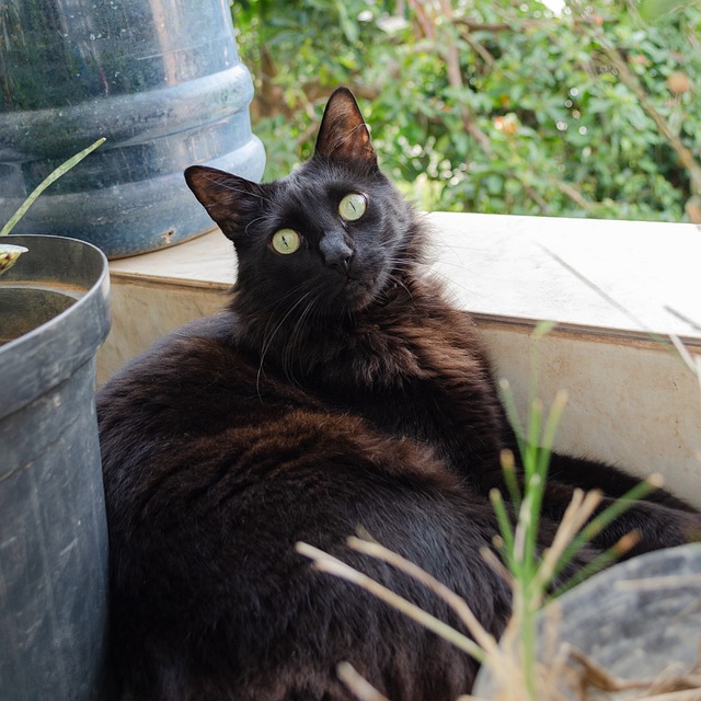 race de chat intrépide