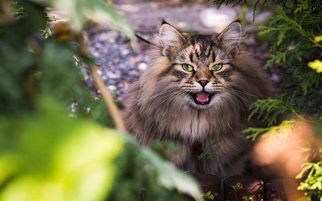 race de chat débarrasser rongeurs