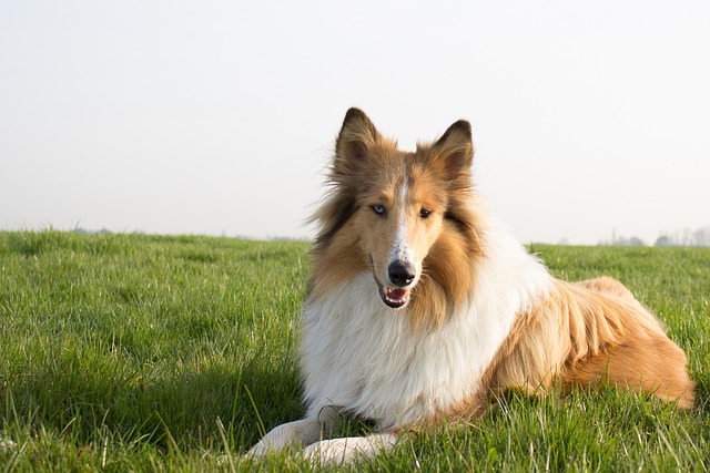 race de chien beau pelage