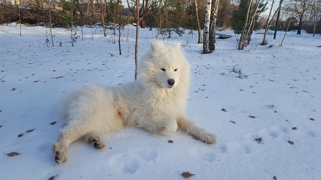 race de chien beaucoup stimulation