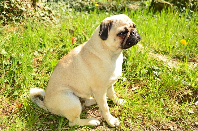 race de chien bizarre