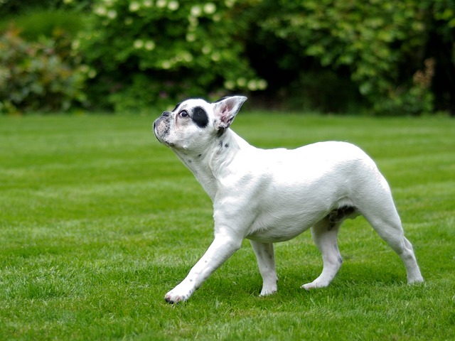 race de chien courte durée de vie