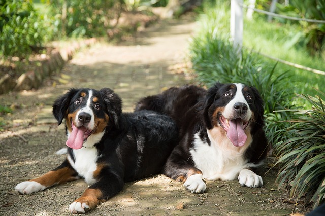 race de de chien envahir votre espace