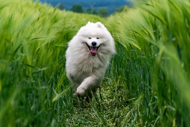 race de chien fatiguer physiquement