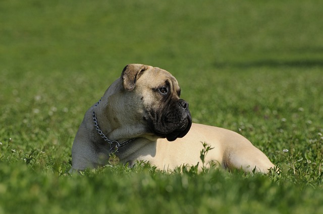 race de chien jamais rassasiée