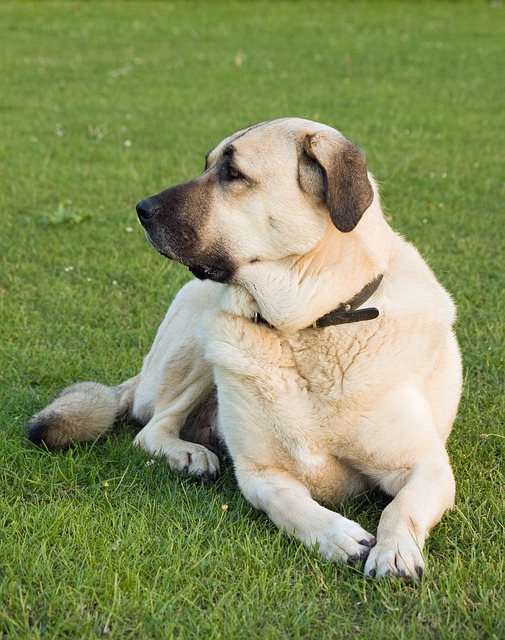 race de chien pas l'air sympa