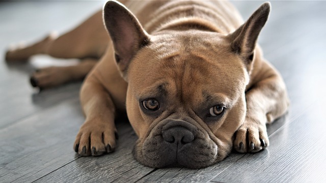 race de chien pas attirée par extérieur