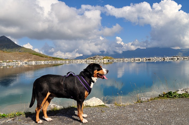 race de chien pelage foncé