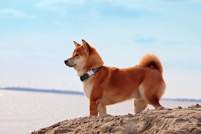 race de chien peut pas adopter