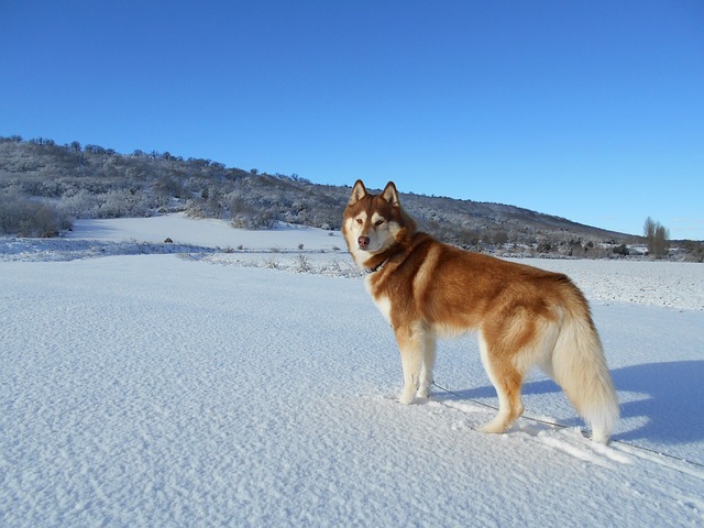 race de chien prendre la fuite