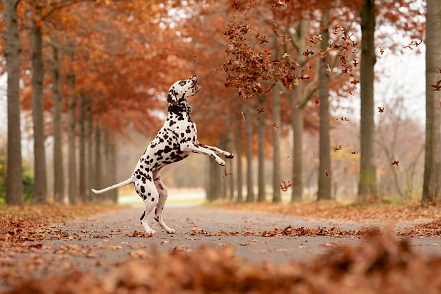 race de chien prendre tout votre temps