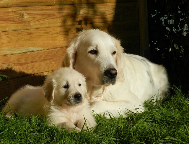 race de chien prudente