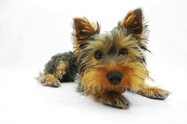 race de chien toujours dans vos pieds