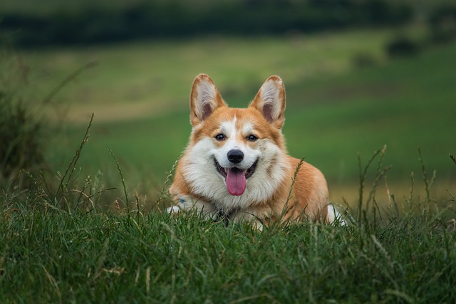 race de chien passer de votre présence