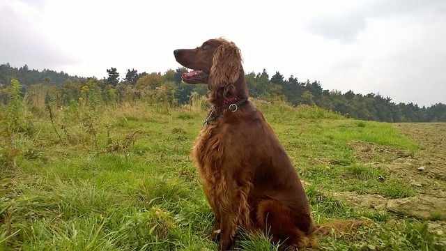 races chien vivent à 100 à l'heure