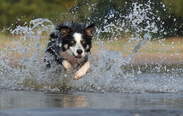 races chien aider à garder la forme