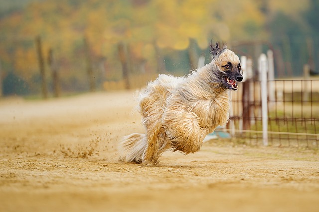 races chien beau pelage