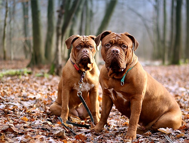 races chien courte durée de vie