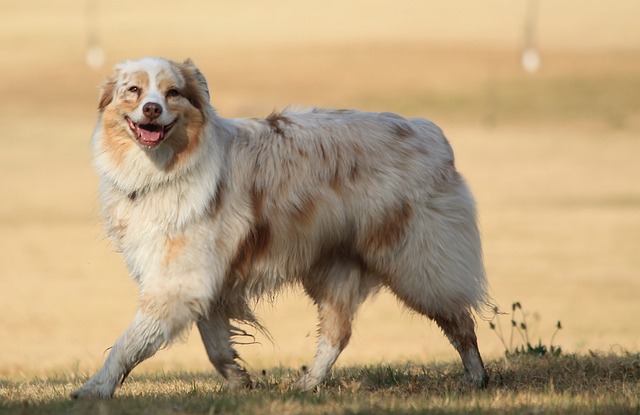 races chien envie caresser