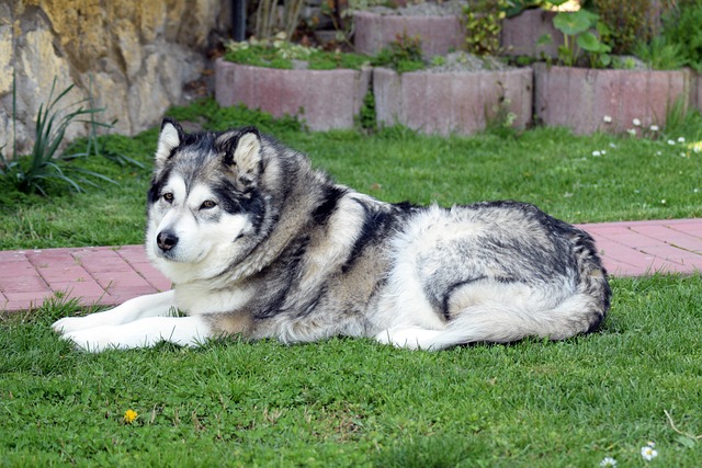 races chien besoin isoler