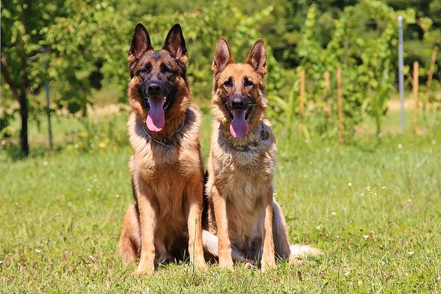 races chien pas ennuyer