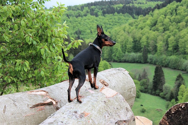 races de chien pas faire grandes promenades