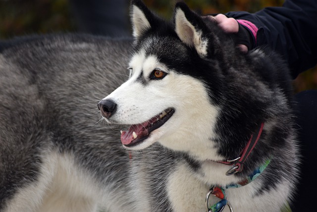 races de chien peut pas adopter