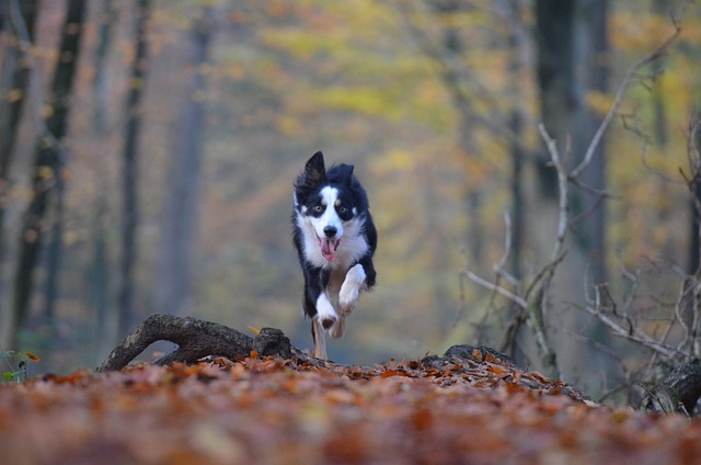 races chien prendre la fuite