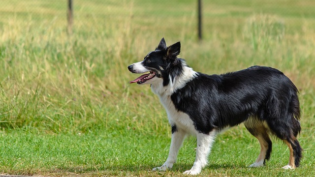 races chien prendre tout votre temps