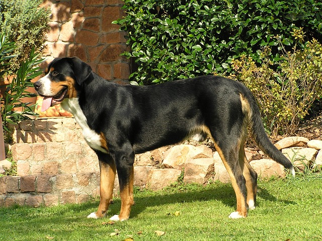 races chien seront là pour vous