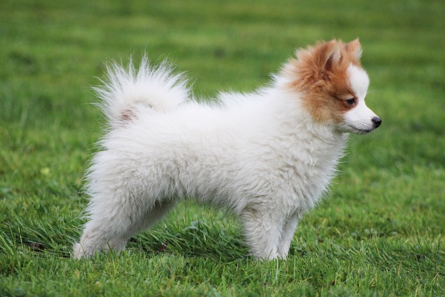 races chien toujours dans pieds