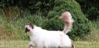 races de chat au beau pelage