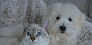 races de chien cohabiter chat