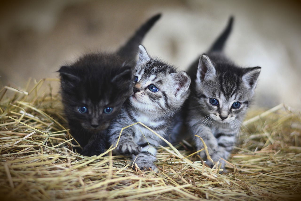 races de chat croisements