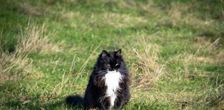 races de chat donner fil à retordre