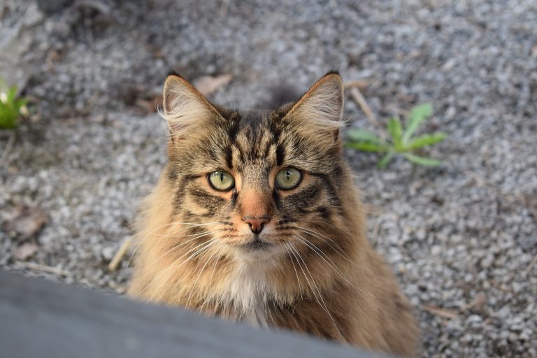 races de chat intrépides