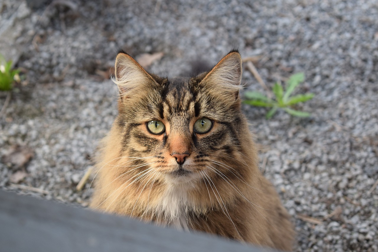 races de chat intrépides