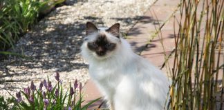 races de chat majestueuses