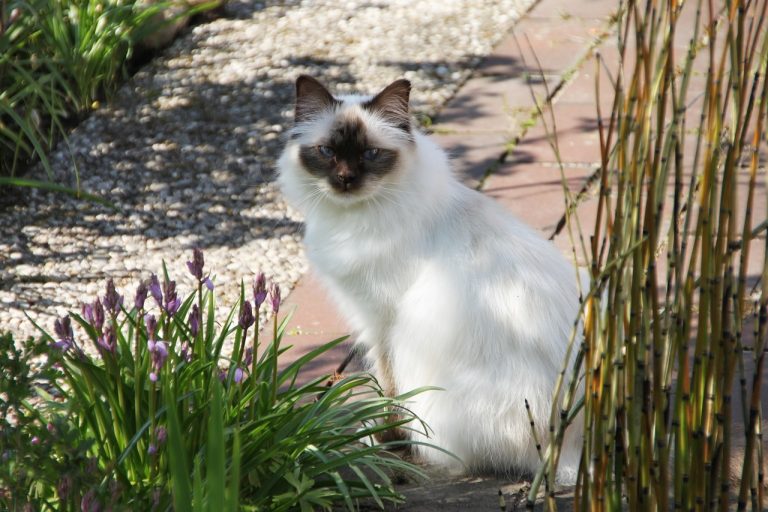 races de chat majestueuses