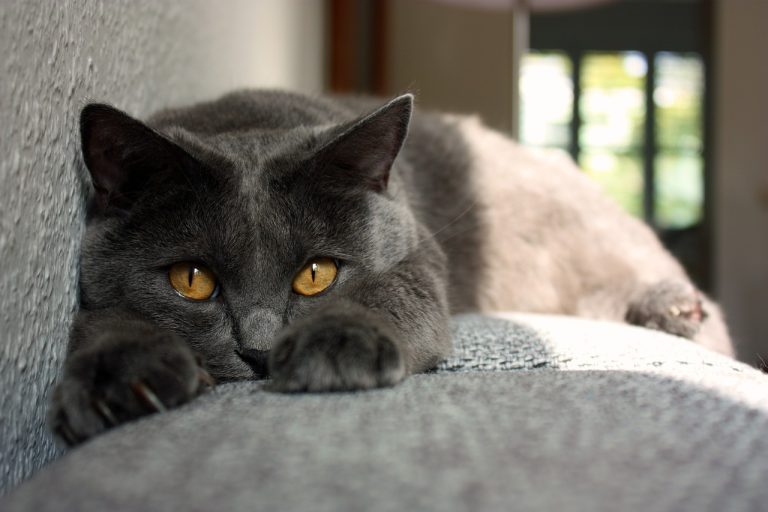 races de chat pas attirées extérieur