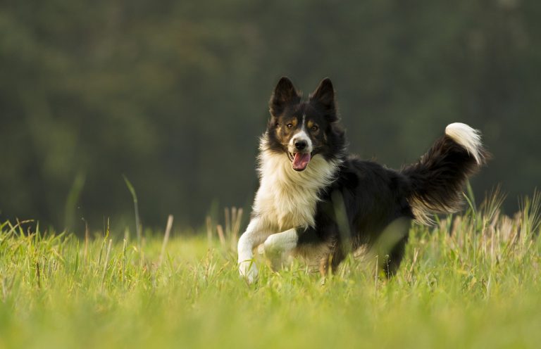 races de chien aider à garder la forme