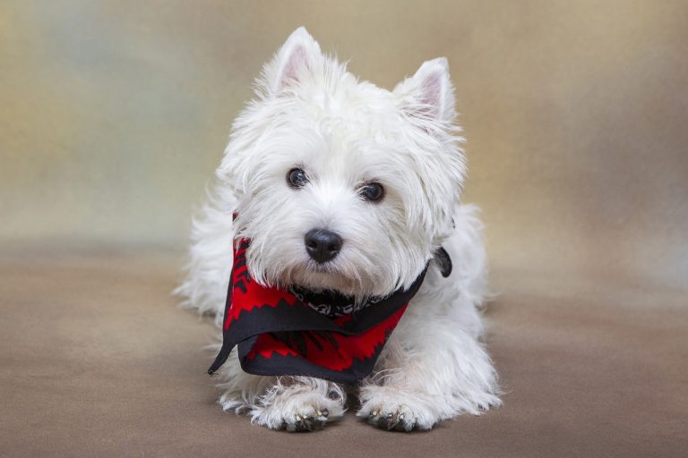 races de chien appréciées de tous